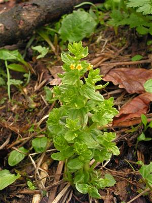 Tozzia carpatica