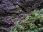 Karbonátové skalné steny a svahy so štrbinovou vegetáciou (30.7.2014)