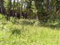 jašterica živorodá (28.6.2014)
