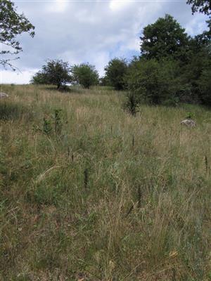záber na mikrolokalitu Echium russicum na časti TML, ktorá  nie je obhospodarovaná a kde sa prejavuje sukcesia