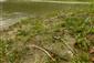 Rieky s bahnitými až piesočnatými brehmi s vegetáciou zväzov Chenopodionrubri p.p. a Bidentition p.p. (7.10.2013)