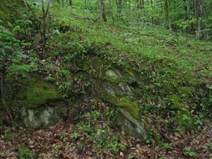 Záber na časť lokality a biotopu druhu Asplenium adulterinum.