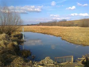 Pohľad na TML Žitavský luh, JV časť PR Žit.luh, miesta kde vydry často kladú trus.Foto: 24.2.2014, J.Lengyel.