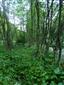 pohled po proudu potoka na levém břehu v části kde je kompektní porost Salix eleagnos s bylinným podrostem
