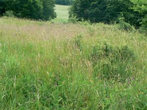 Neposečená část TML