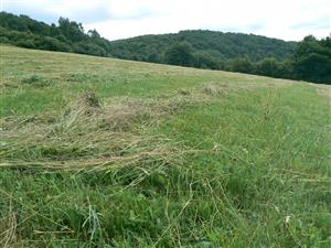 Vysoké strniště a čerstvý pokos na TML.