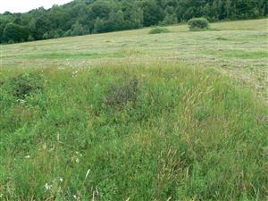 Neposečený okraj TML.