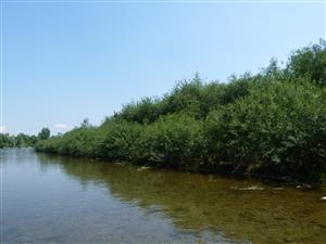 pohled proti proudu z vody (Salix eleagnos vyvinuta až k vodě)