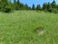 Suchomilné travinnobylinné a krovinové porasty na vápnitom podloží (*dôležité stanovištia Orchideaceae) (6.6.2015)