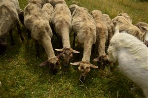 spasiteľ na biotope