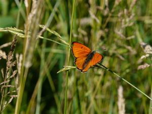 Lycaena dispar samček