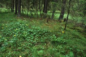 TML_079_VelkaBiela Voda_2014