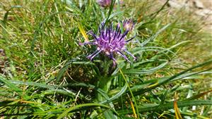 Saussurea pygmaea na mapovacej lokalite