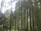 Brezové, borovicové a smrekové lesy na rašeliniskách (1.7.2015)