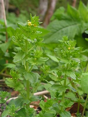 Tozzia carpatica