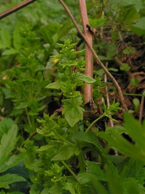 Tozzia carpatica