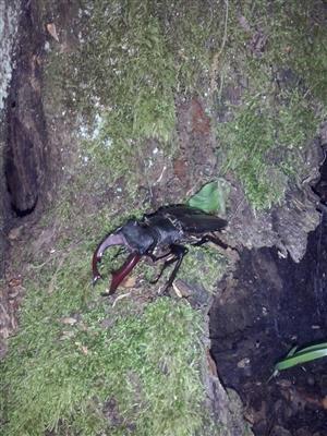 Lucanus cervus TMP_1