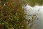Rieky s bahnitými až piesočnatými brehmi s vegetáciou zväzov Chenopodionrubri p.p. a Bidentition p.p. (13.10.2013)