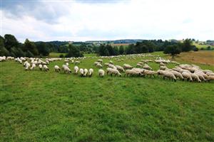 Pasenie oviec na TMP3