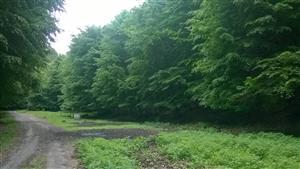 TMP1 – bukový porast (cca 25 ročný)