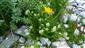 Cochlearia tatrae