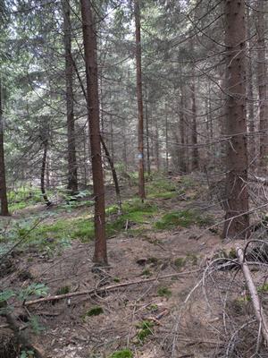 pohľad na smrekový porast s výskytom druhu Leucobryum glaucum