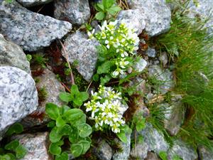 Cochlearia tatrae
