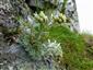 Artemisia eriantha