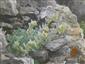 Artemisia eriantha