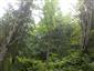 Lipovo-javorové sutinové lesy (14.7.2015)