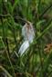 pohľad do biotopu - Eriophorum