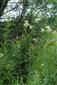 pohľad do biotopu - Filipendula ulmaria