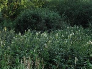 Záber na TML s TMP s biotopom Lk5 s dominanciou Filipendula ulmaria.