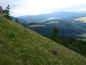 Pohľad z vrcholových svahov na Dolnú Porubu, júlový aspekt