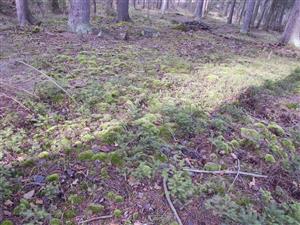 Leucobryum glaucum v biotope Ls.8