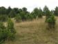 Porasty borievky obyčajnej (13.7.2015)