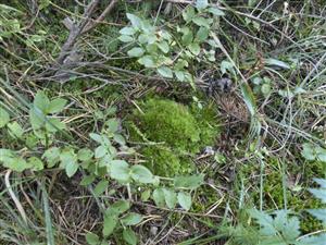 Leucobryum glaucum