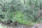 Horské vodné toky a ich drevinová vegetácia so Salix eleagnos (7.7.2015)