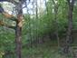 Teplomilné panónske dubové lesy (3.7.2015)