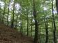 Eurosibírske dubové lesy na spraši a piesku (13.7.2015)