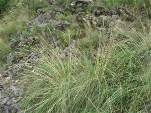 Stipa pulcherrima na TML.