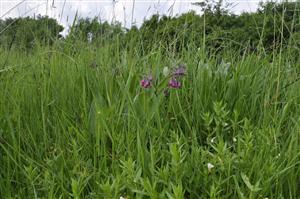 Gratiola officinalis v poraste