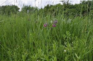 Gratiola officinalis v poraste