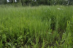 Gratiola officinalis a Oenanthe fistulosa v poraste