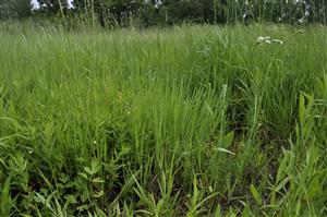 Gratiola officinalis a Oenanthe fistulosa v poraste