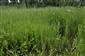 Gratiola officinalis a Oenanthe fistulosa v poraste
