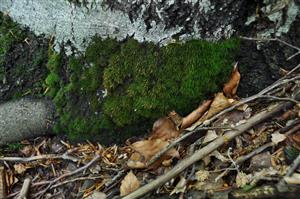 Dicranum viride v TMP_3