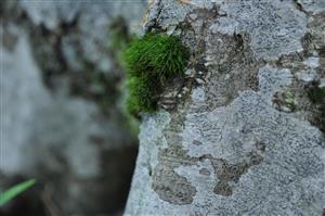 Dicranum viride v TMP_4
