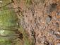 rak riečny (26.8.2026)