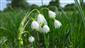 Leucojum aestivum